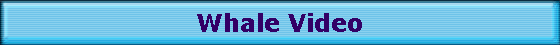 Whale Video